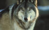 ftp://timberwolfsigns.com/www/htdocs/images/Timber_Wolf.jpg