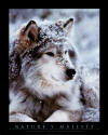 ftp://timberwolfsigns.com/www/htdocs/images/Timberwolf_snow.jpg