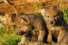 ftp://timberwolfsigns.com/www/htdocs/images/timber_wolf_pups.jpg