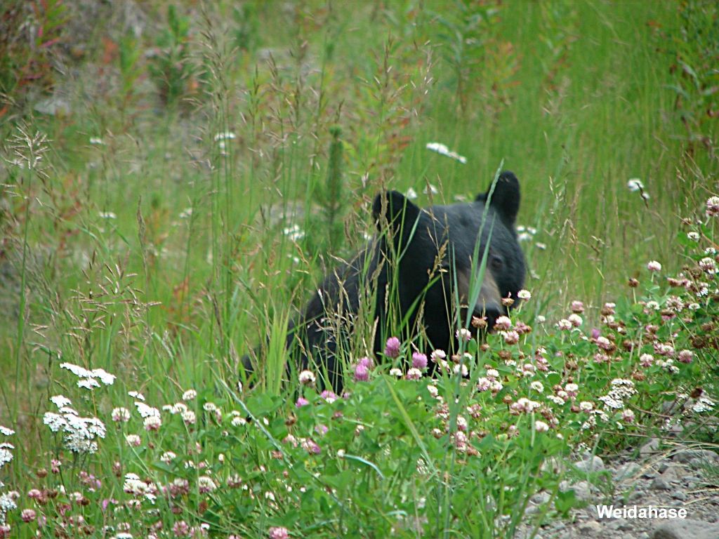 guide hiking in Banff and Jasper, Canada