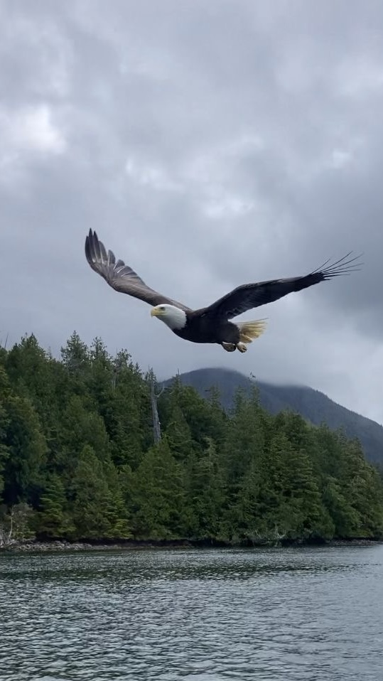 Timberwolf Tours