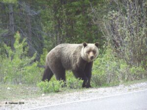 grizzly in Canadian national park