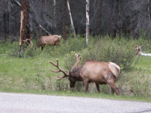 Calgary, Vancouver, road trip, wapiti by the road, hiking tour